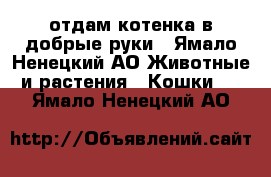 отдам котенка в добрые руки - Ямало-Ненецкий АО Животные и растения » Кошки   . Ямало-Ненецкий АО